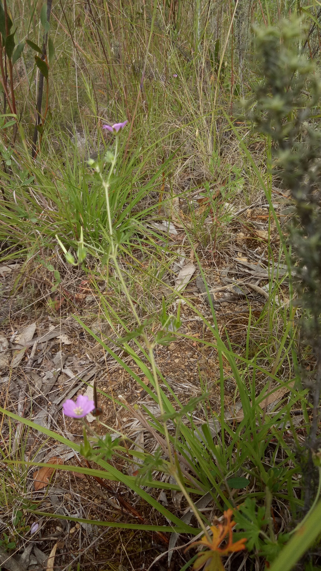 Geranium solanderi var. solanderi (hero image)