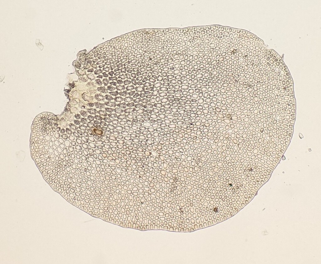 Frullania spinigastria (hero image)