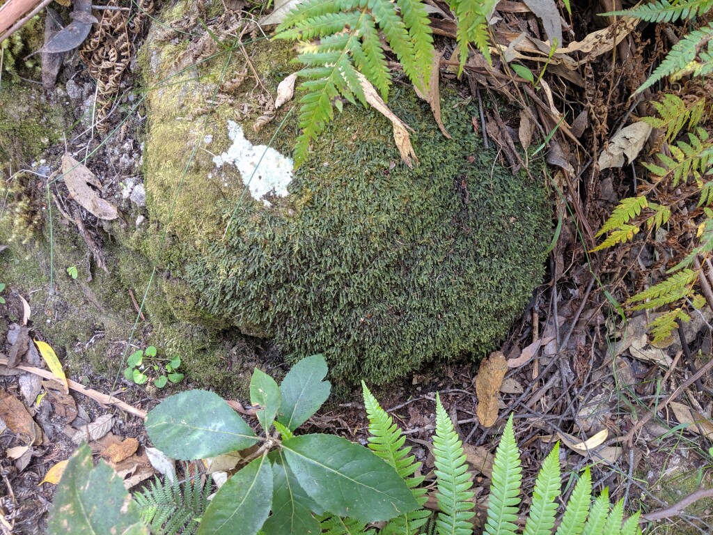 Hymenophyllum marginatum (hero image)
