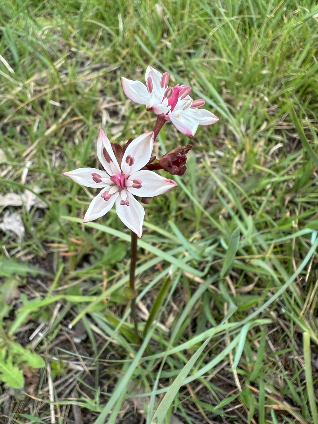 Colchicaceae (hero image)