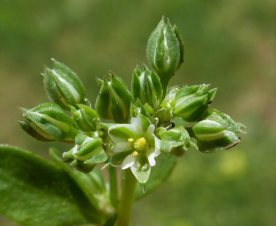 Polycarpon tetraphyllum (hero image)