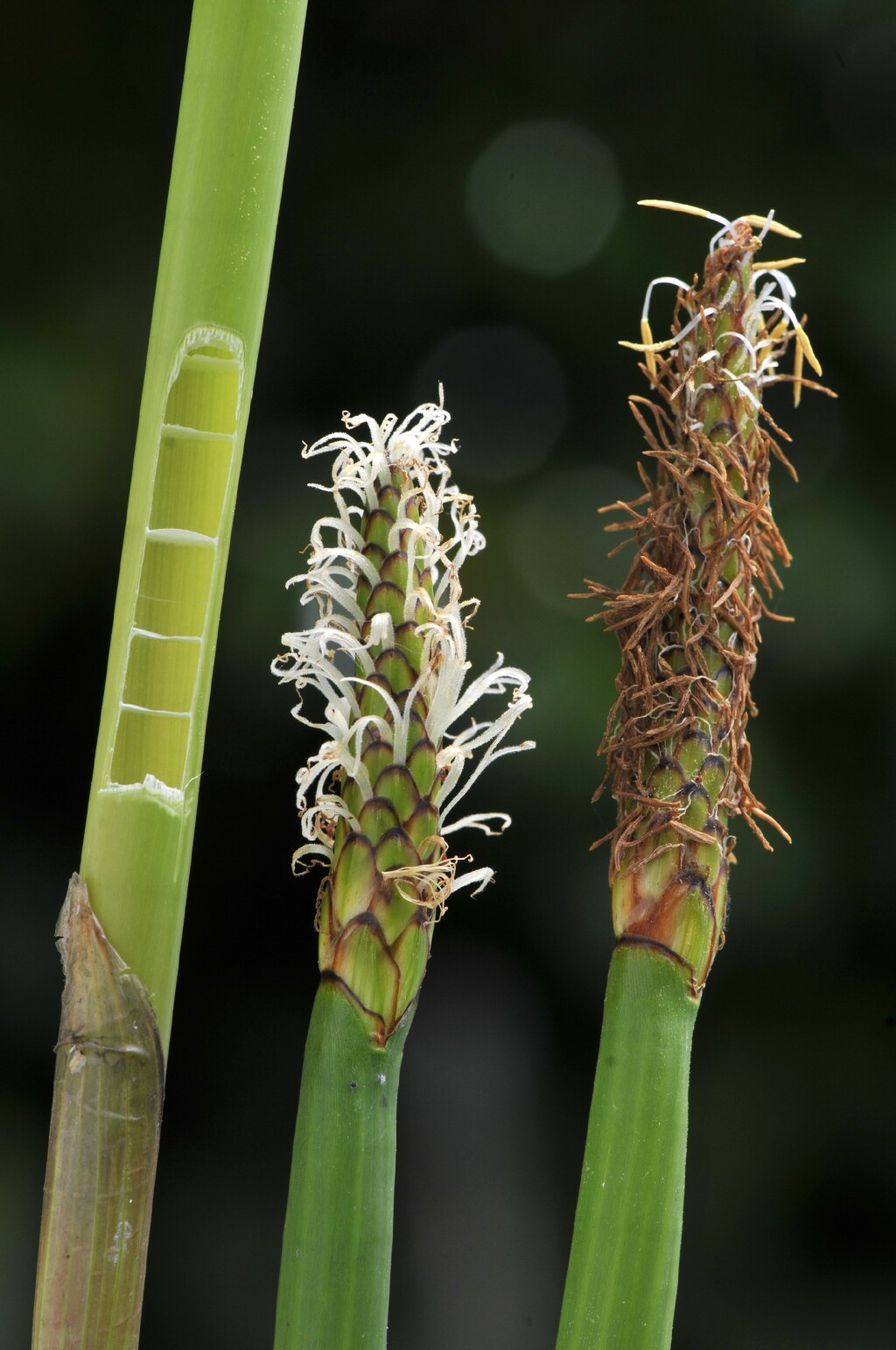 Eleocharis sphacelata (hero image)