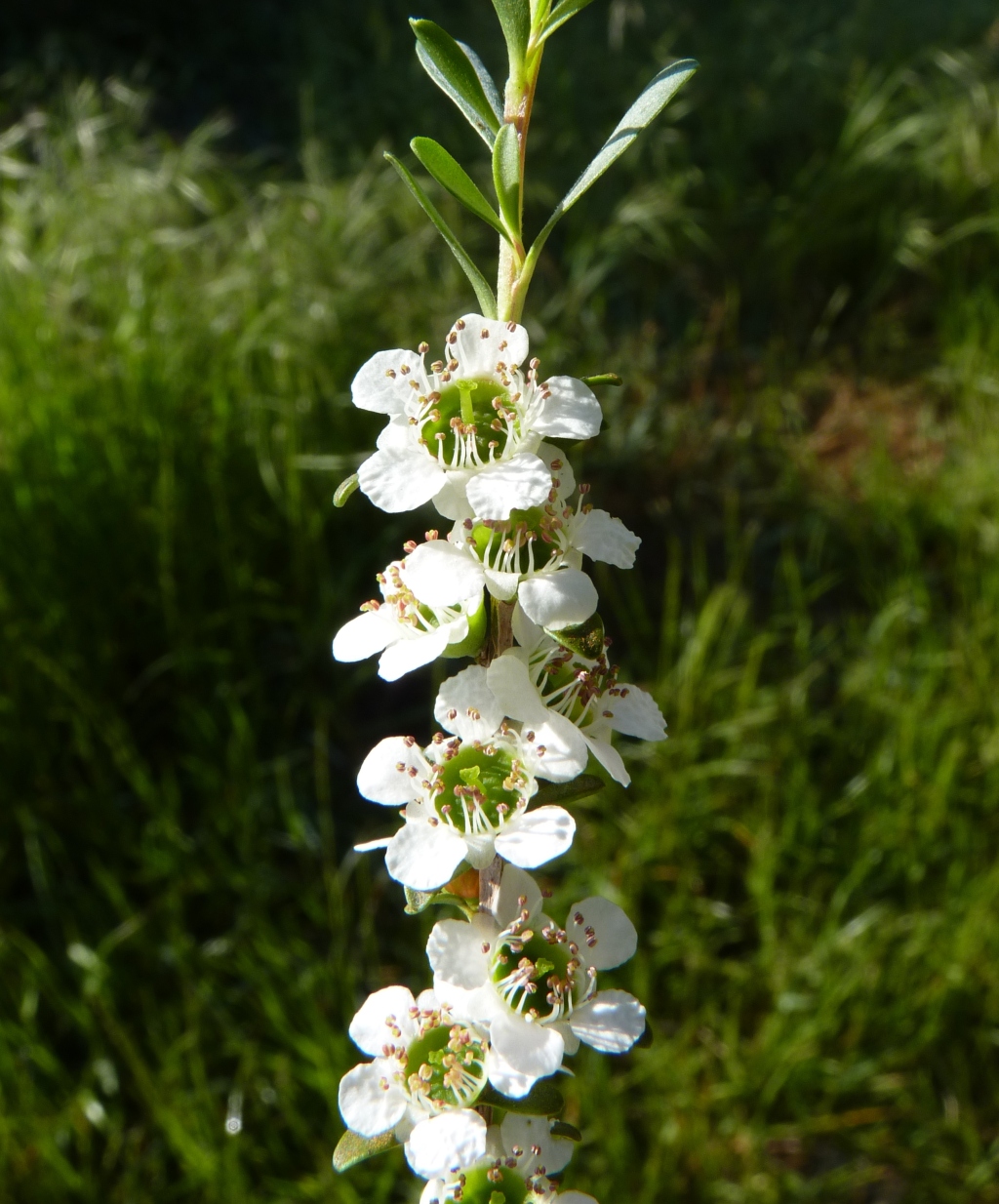 Leptospermum obovatum (hero image)