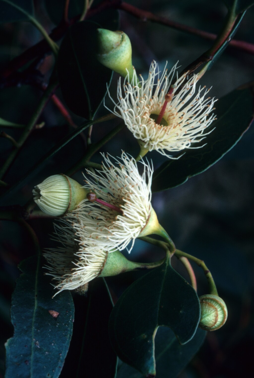 Eucalyptus sideroxylon (hero image)