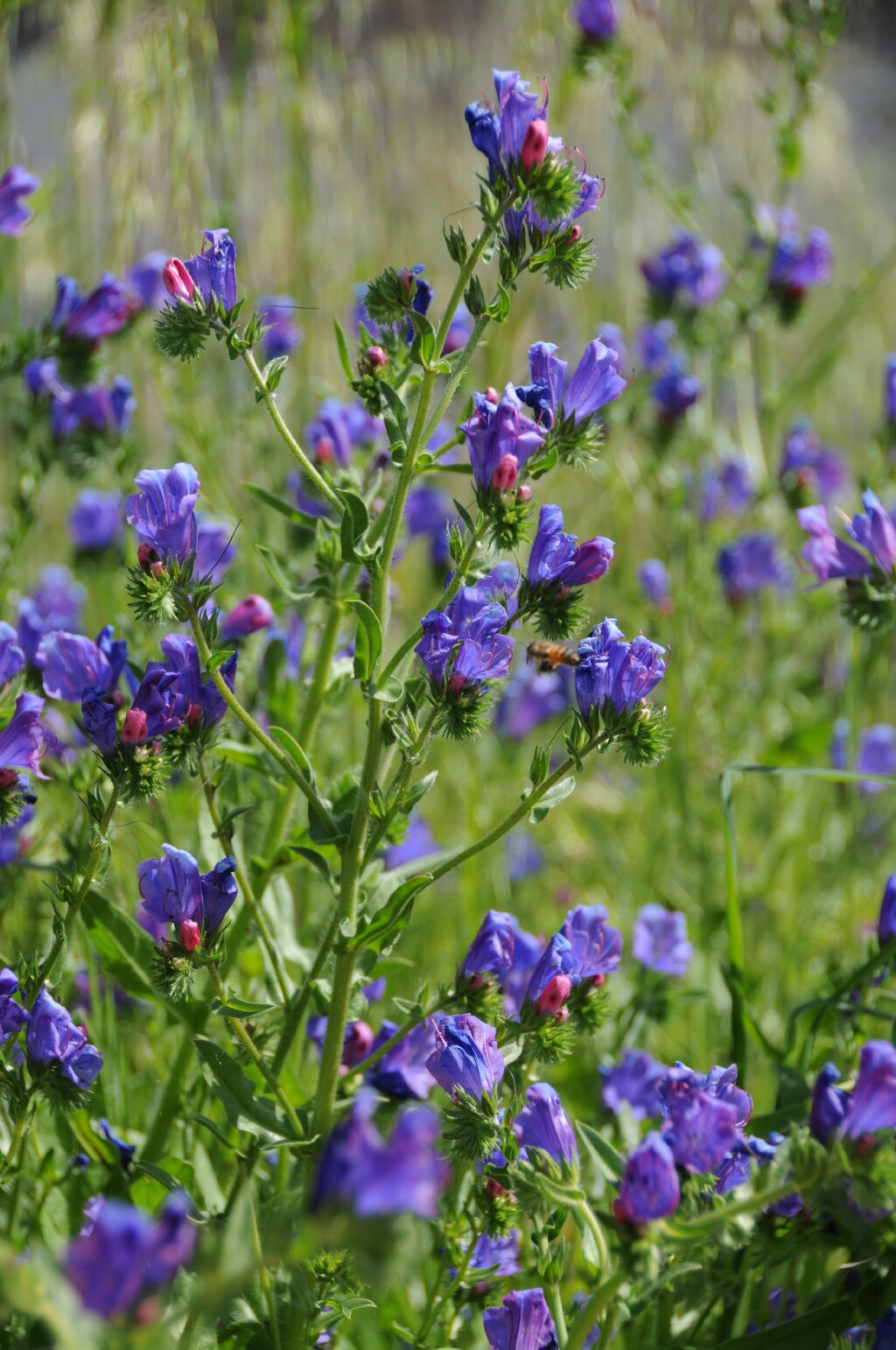 Echium plantagineum (hero image)