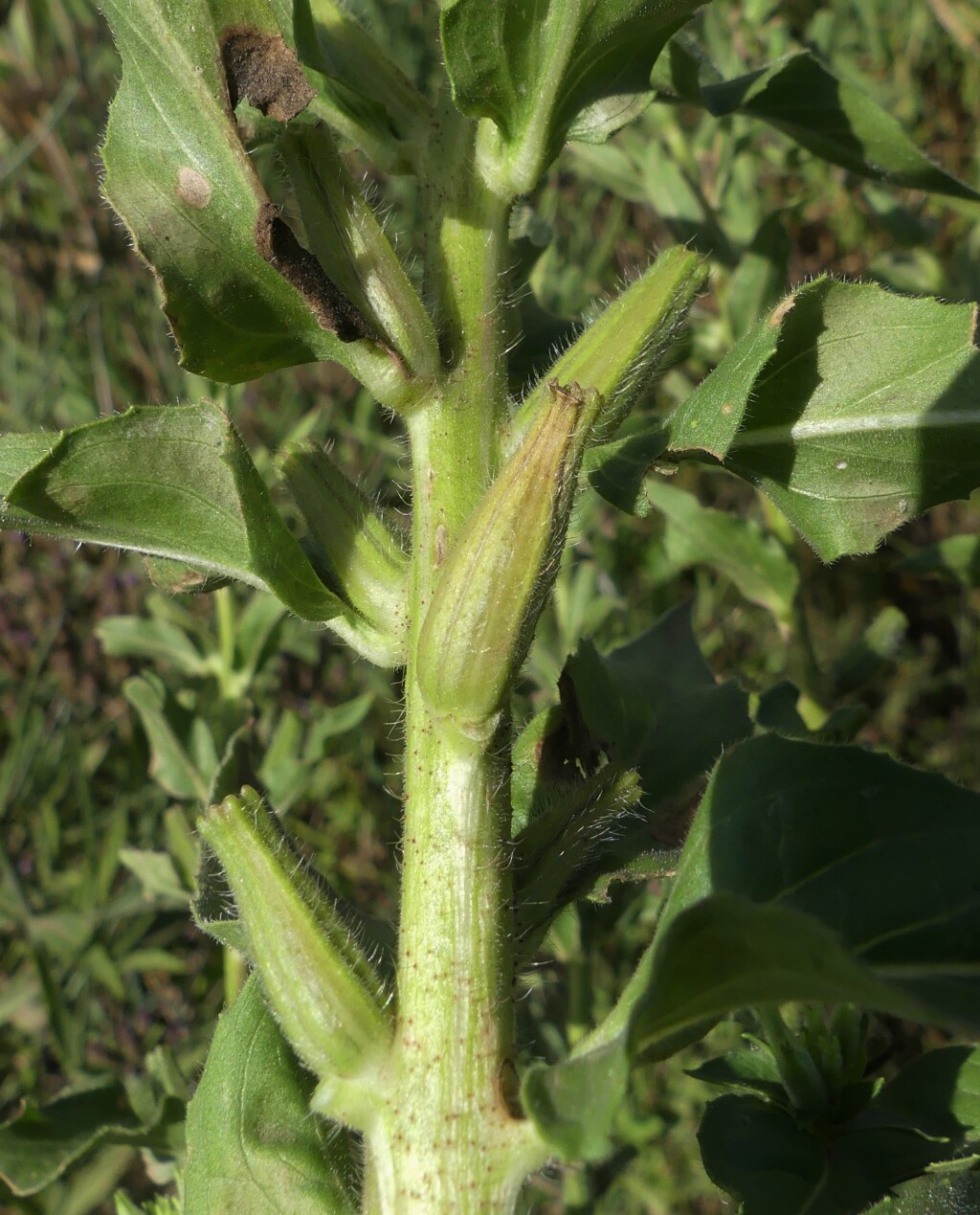 Oenothera glazioviana (hero image)