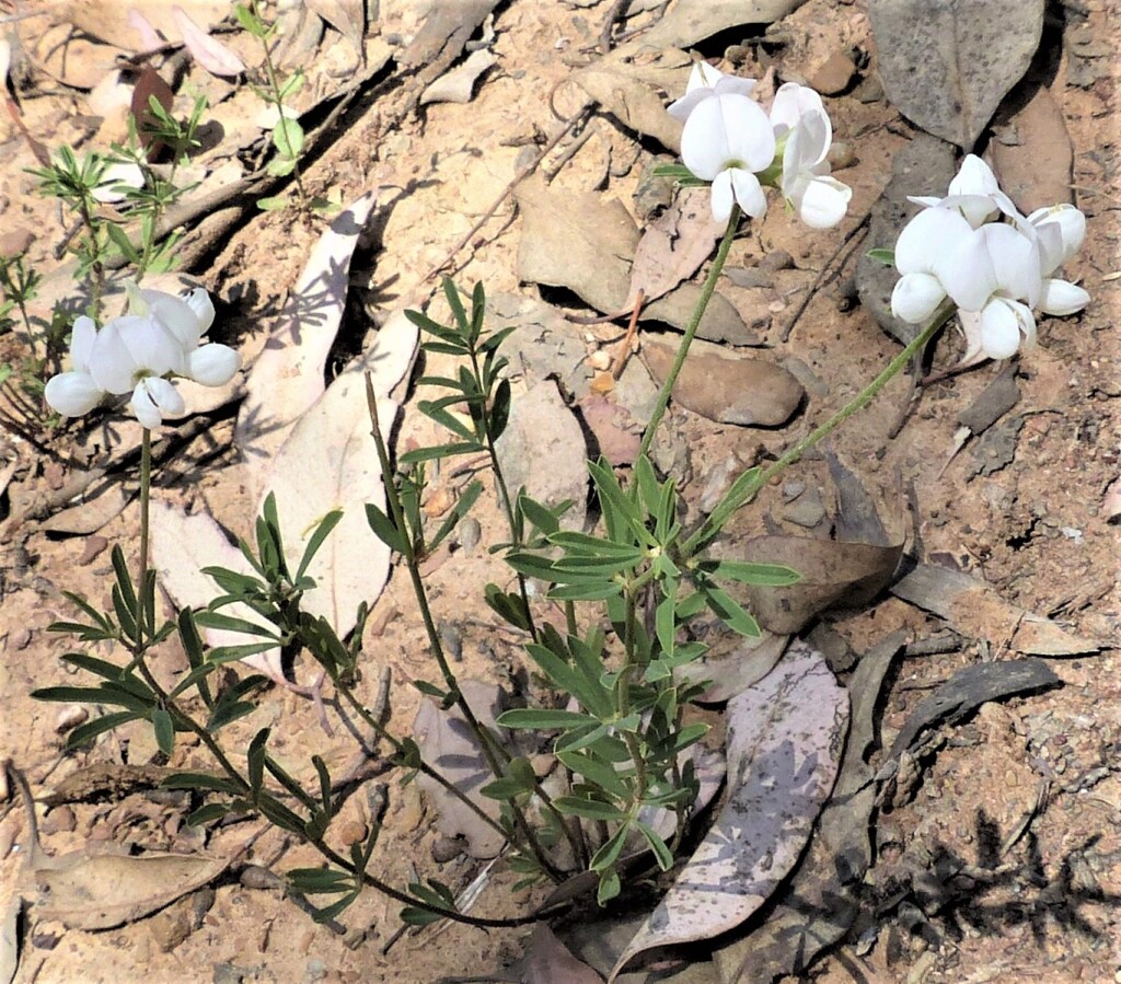 Lotus australis (hero image)
