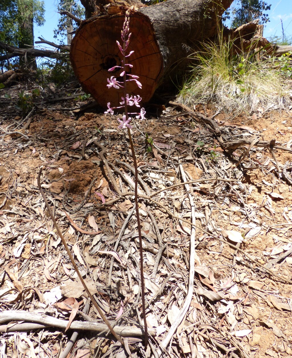 Dipodium punctatum (hero image)