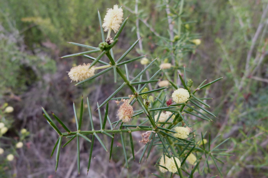 Acacia verticillata (hero image)