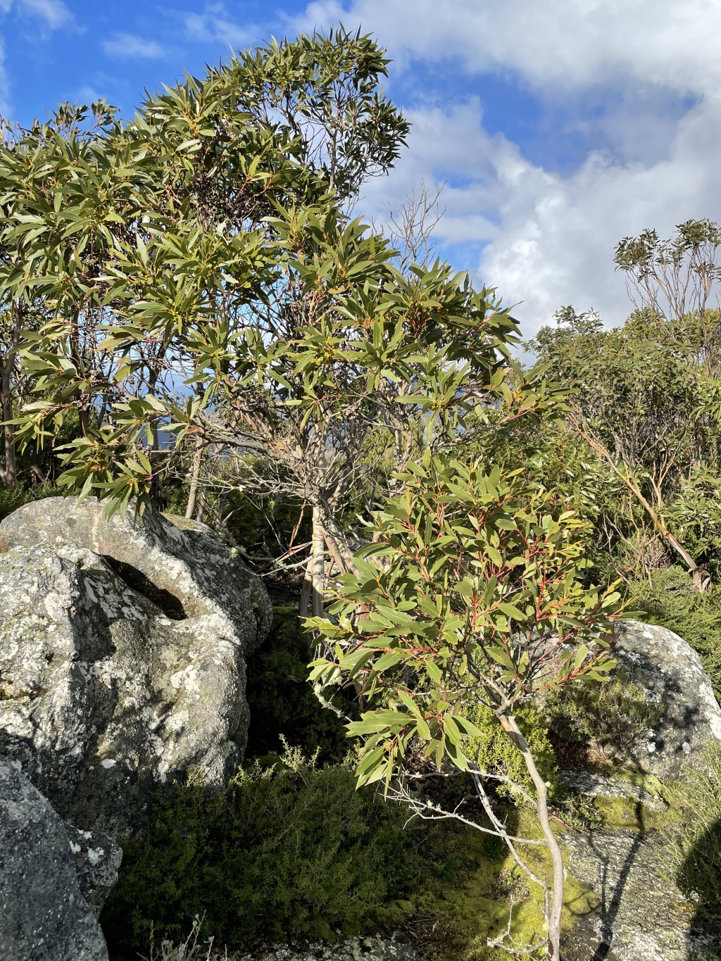 Eucalyptus kitsoniana (hero image)