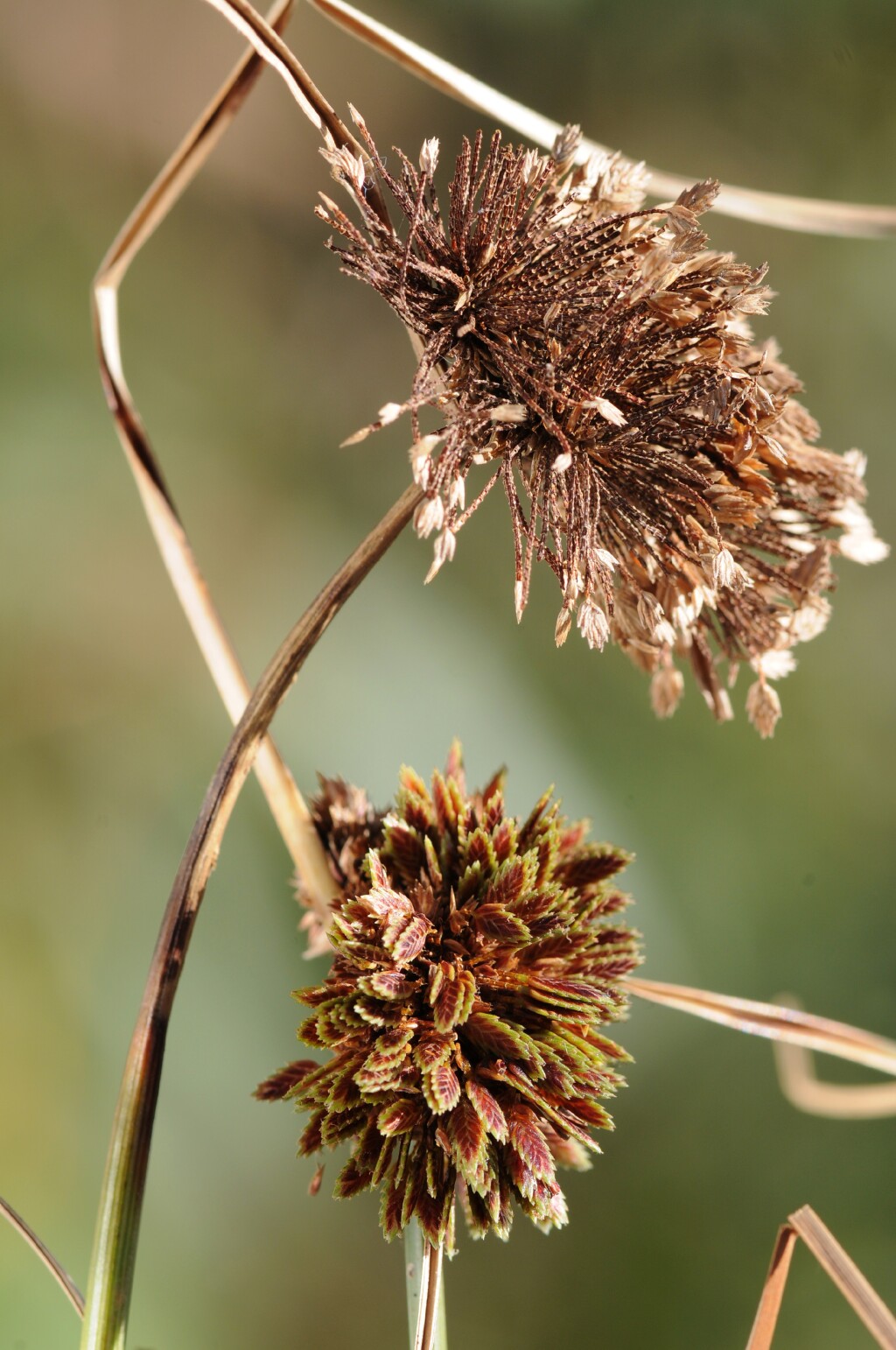 Cyperus (hero image)