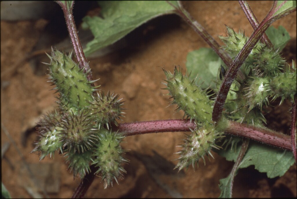 Xanthium occidentale (hero image)