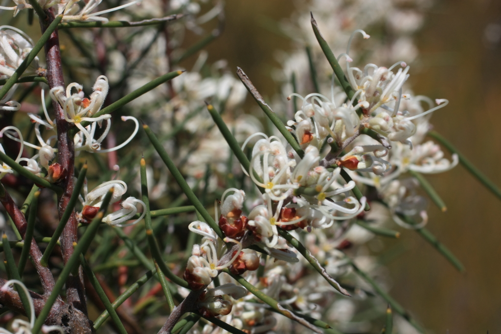 Hakea teretifolia (hero image)