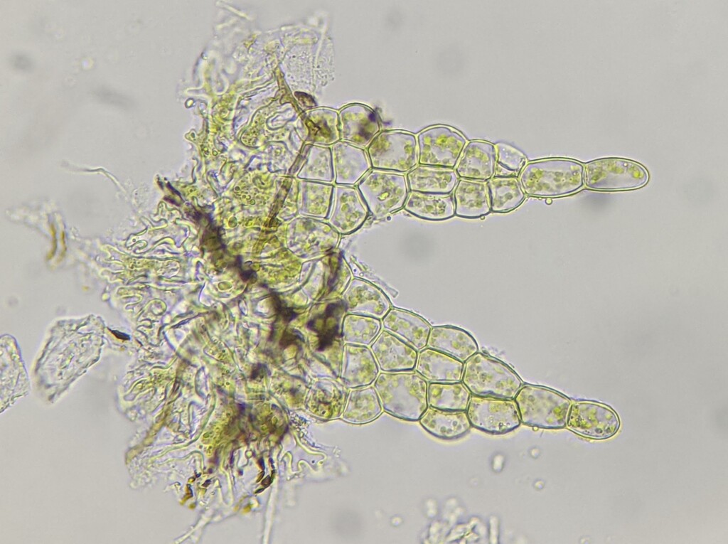 Lejeuneaceae (hero image)