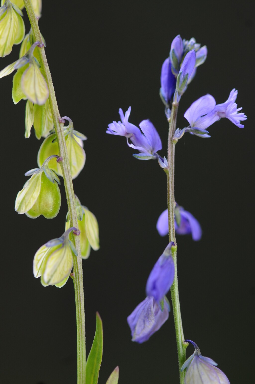 Polygala (hero image)