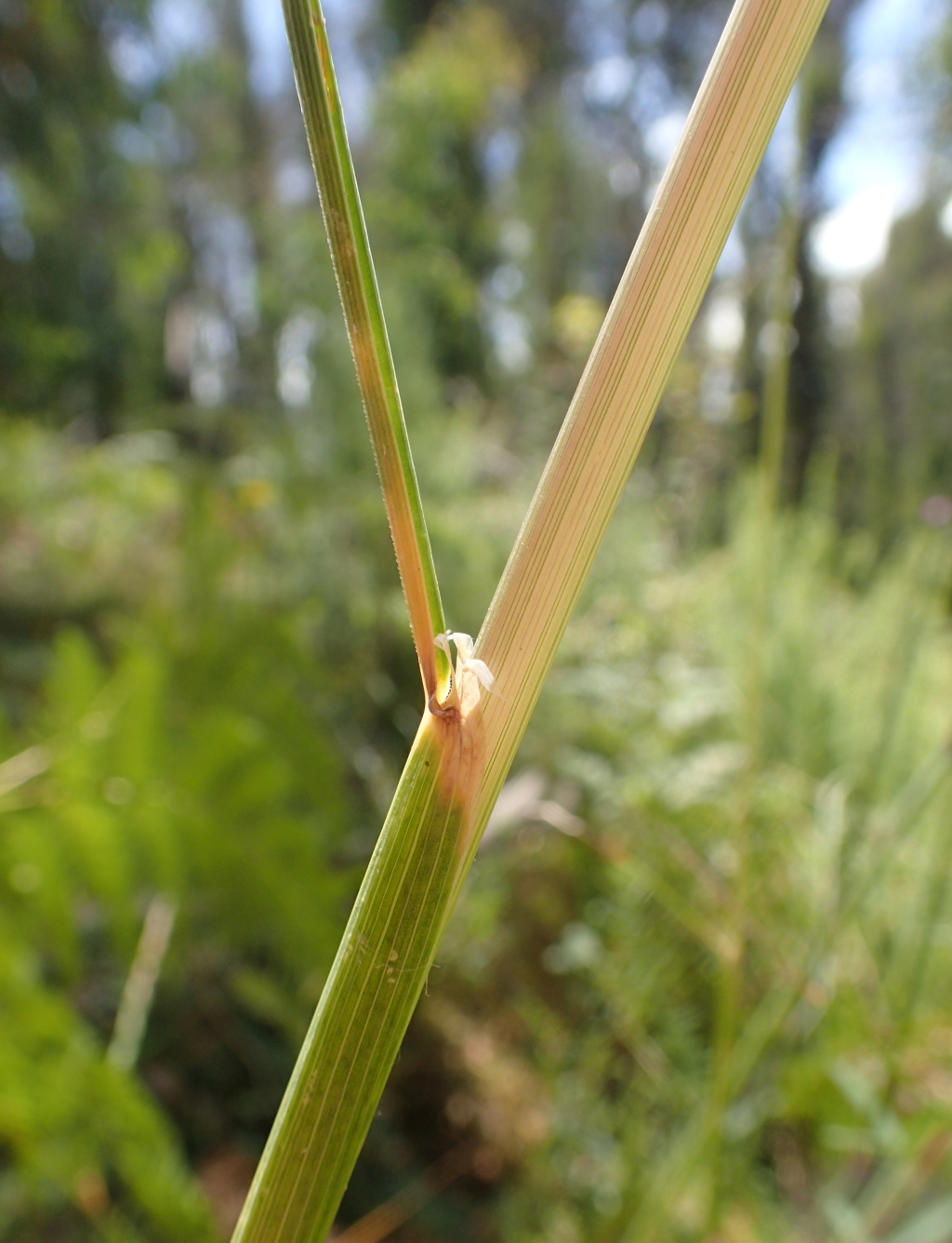 Hookerochloa eriopoda (hero image)