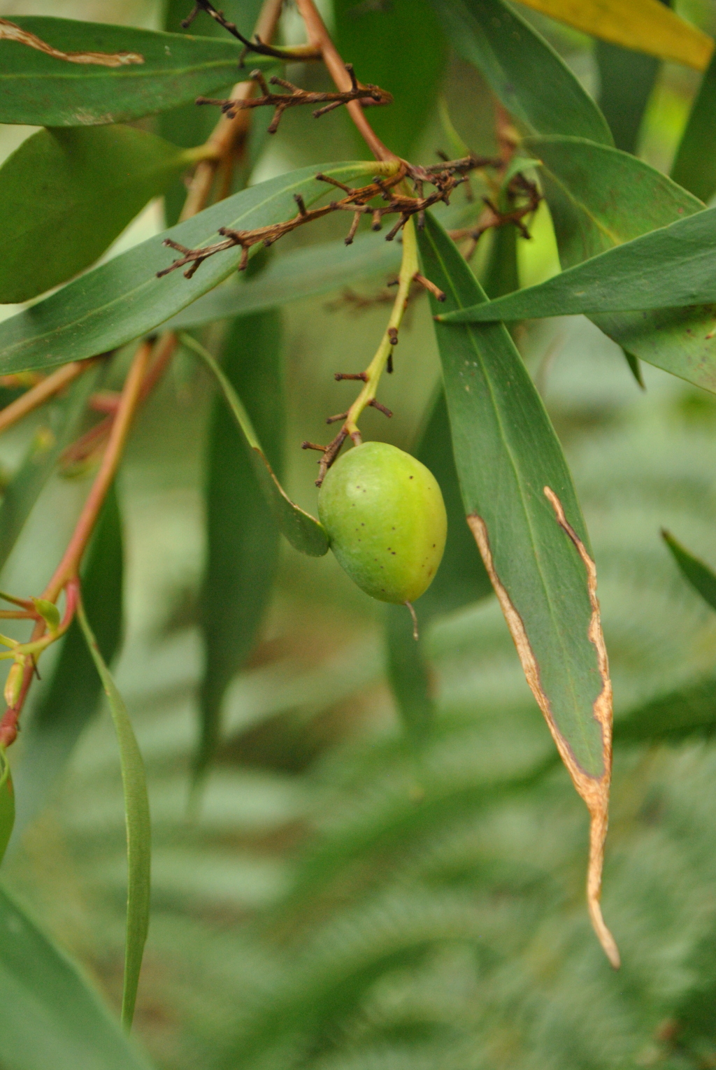 Persoonia (hero image)