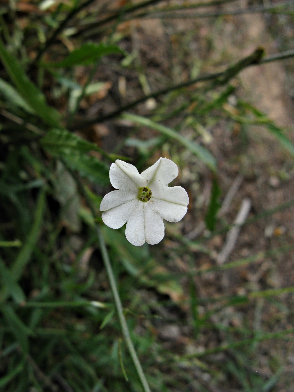 Nicotiana goodspeedii (hero image)