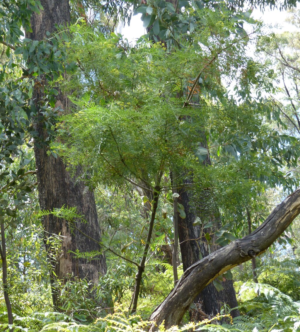Polyscias sambucifolia (hero image)