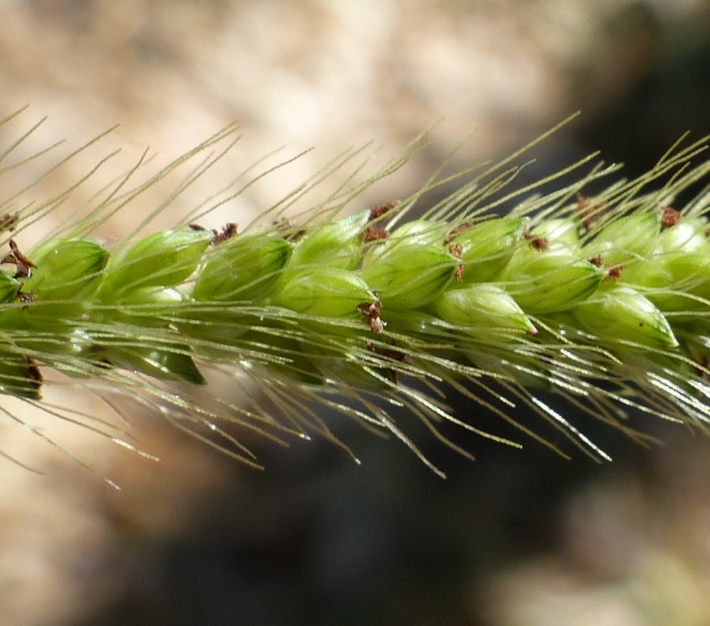 Setaria viridis (hero image)