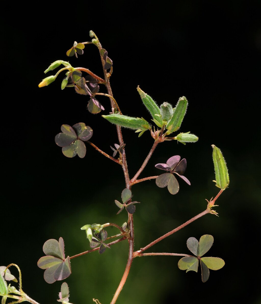 Oxalis corniculata (hero image)