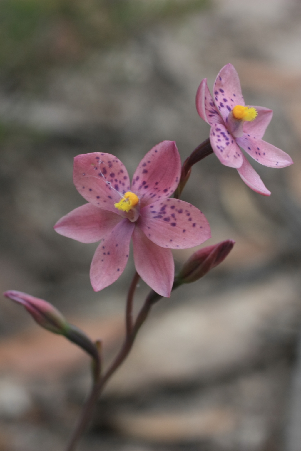 Thelymitra ×irregularis (hero image)