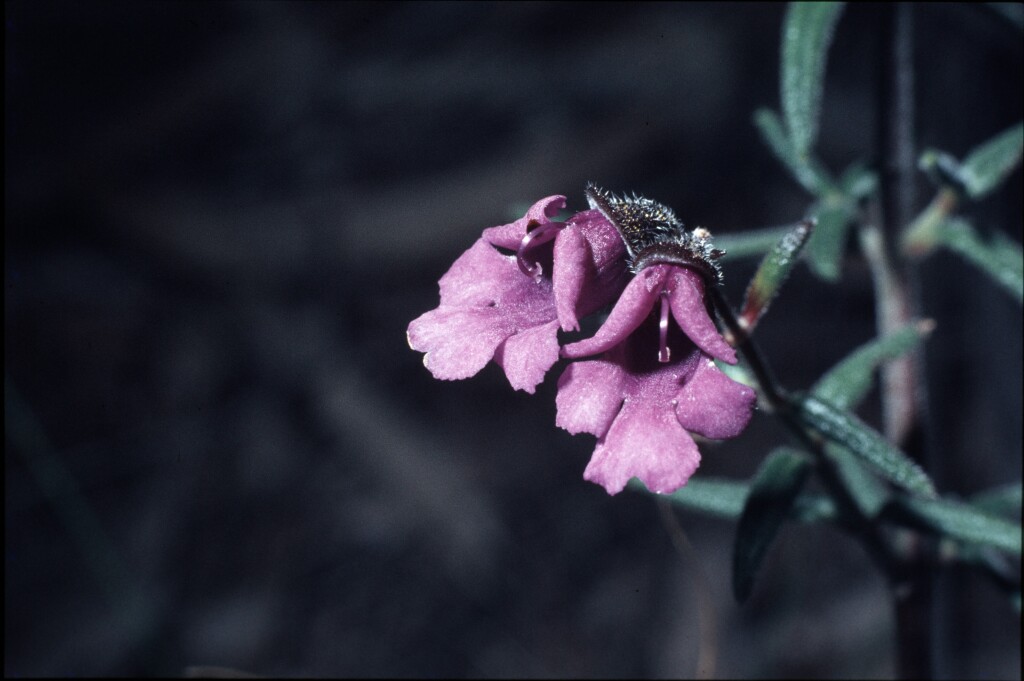 Prostanthera hirtula (hero image)