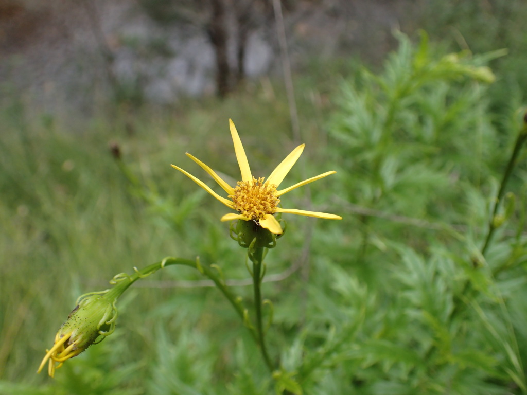 Senecio vagus subsp. vagus (hero image)