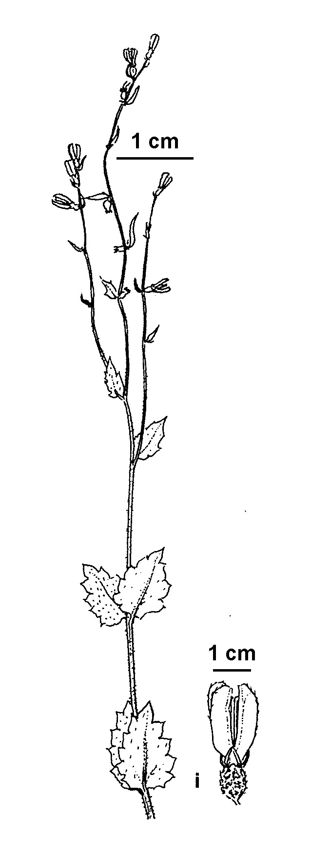 Gonocarpus mezianus (hero image)