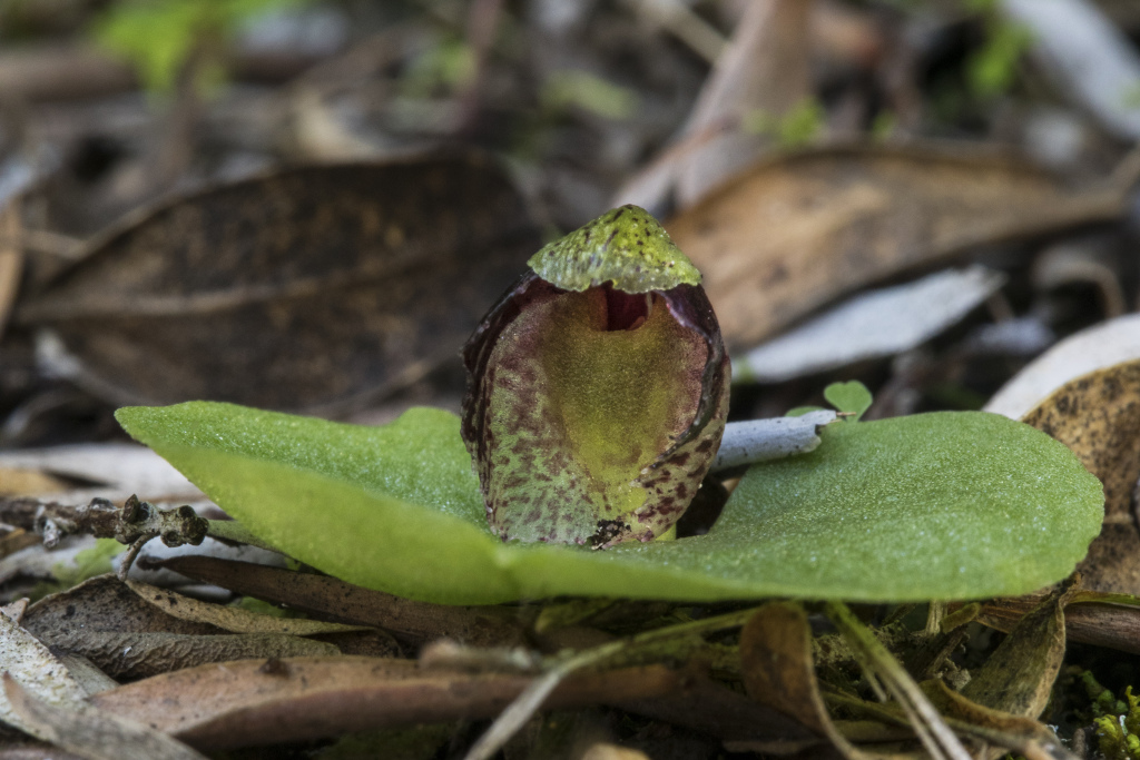 Corybas despectans (hero image)