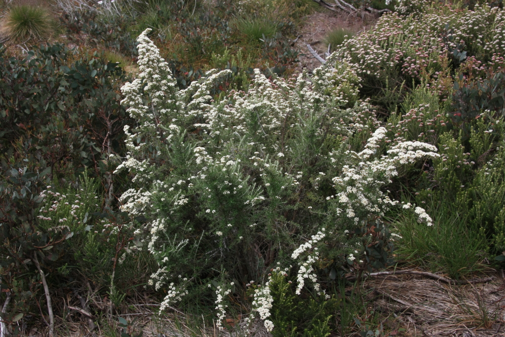 Ozothamnus secundiflorus (hero image)