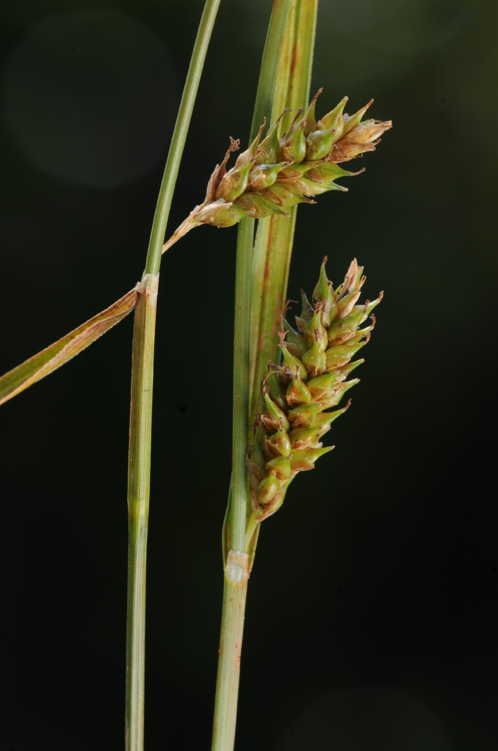 Carex distans (hero image)