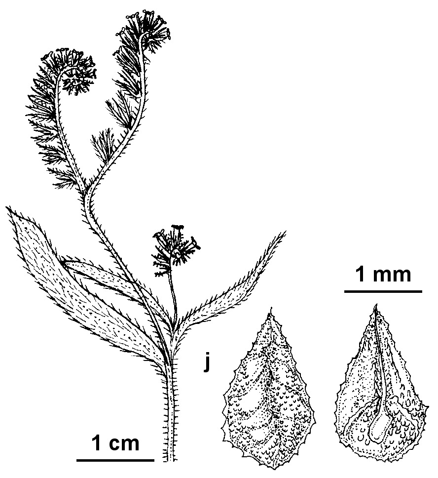 Amsinckia menziesii (hero image)