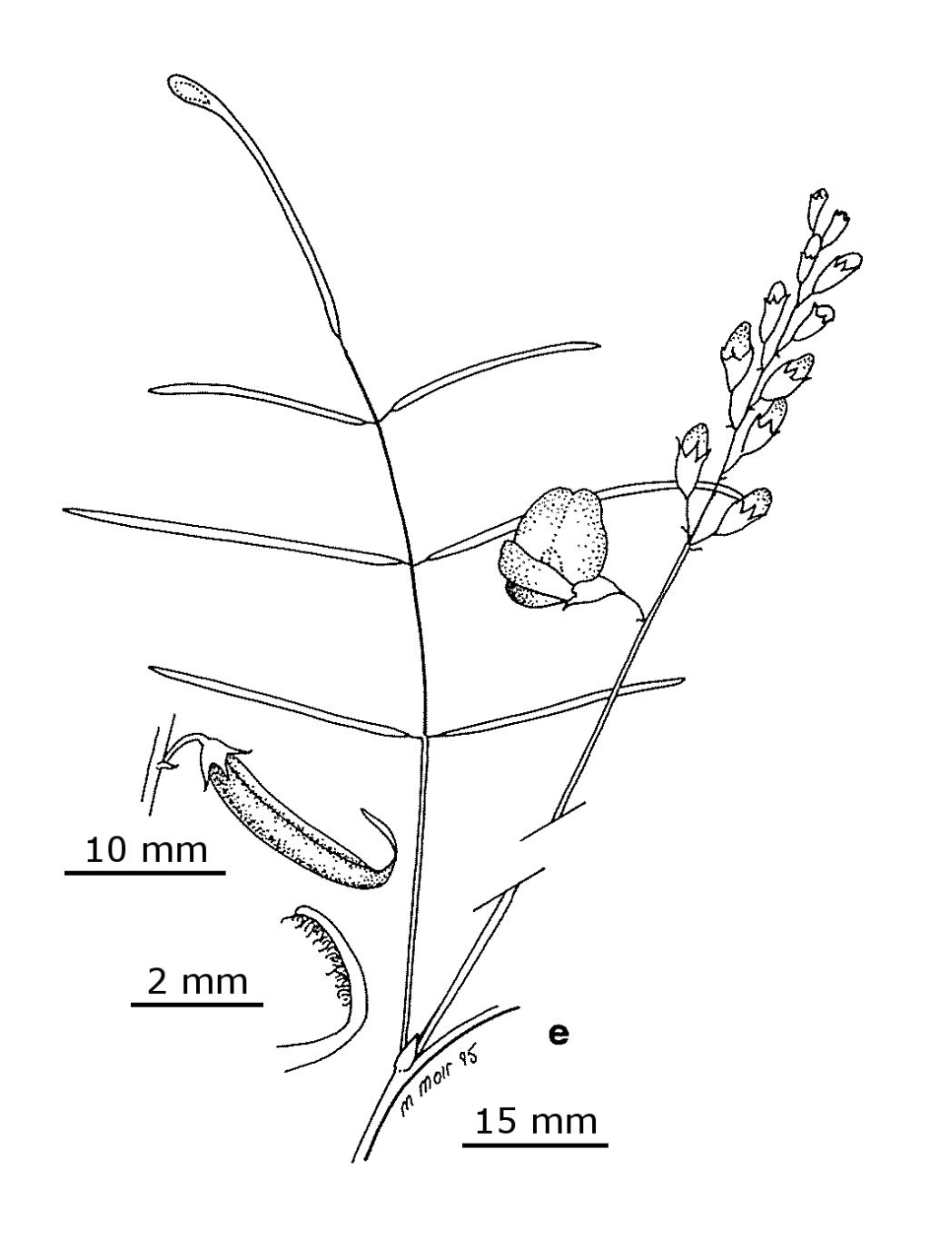 Swainsona adenophylla (hero image)