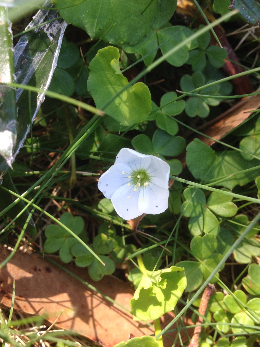 Oxalis magellanica (hero image)