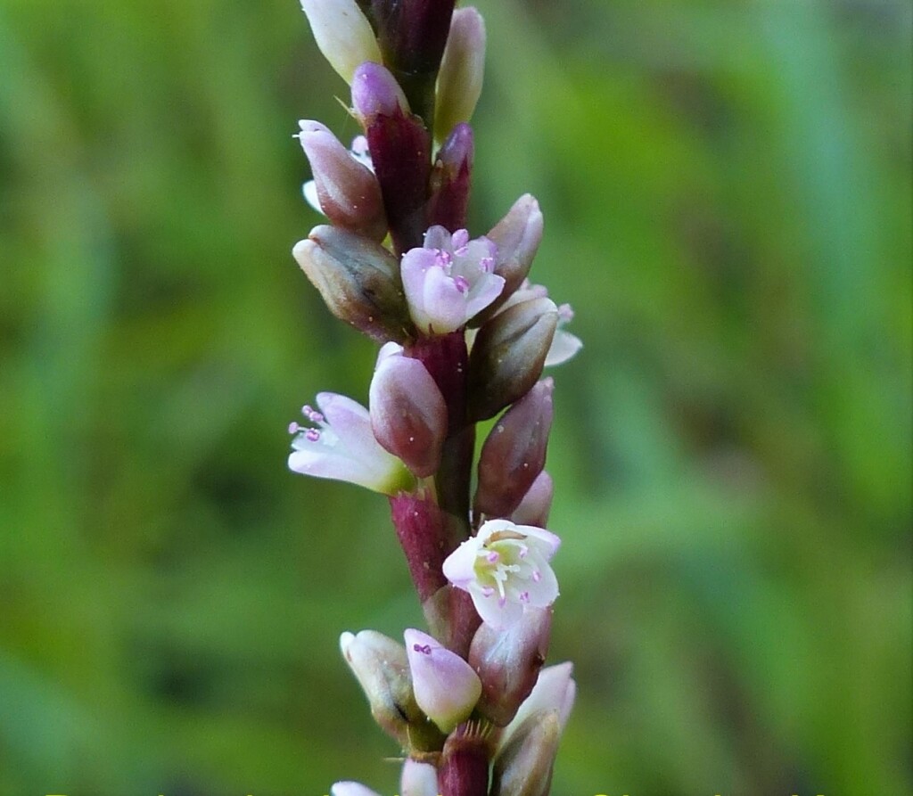 Persicaria decipiens (hero image)