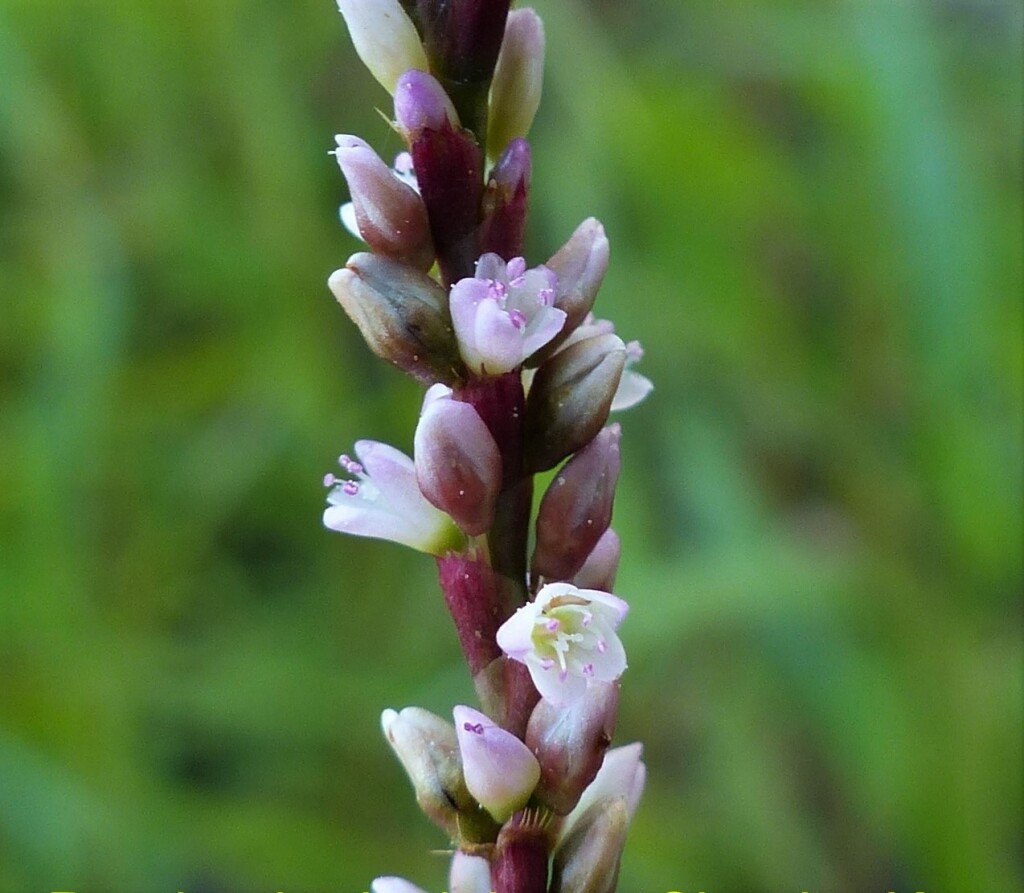 Persicaria (hero image)