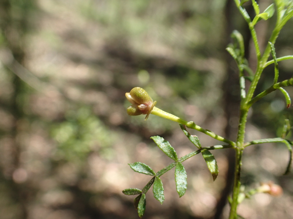 Boronia galbraithiae (hero image)