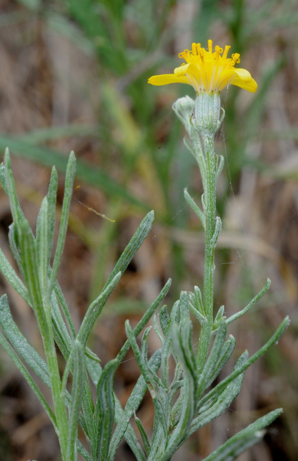 Senecio behrianus (hero image)