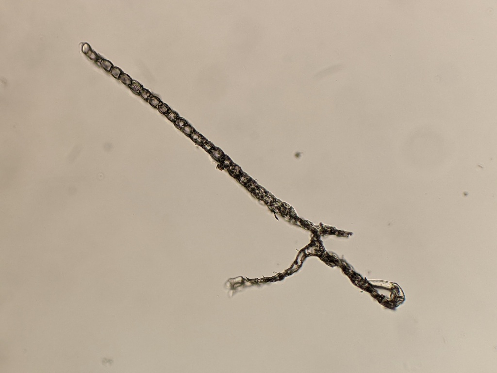Schistochilaceae (hero image)