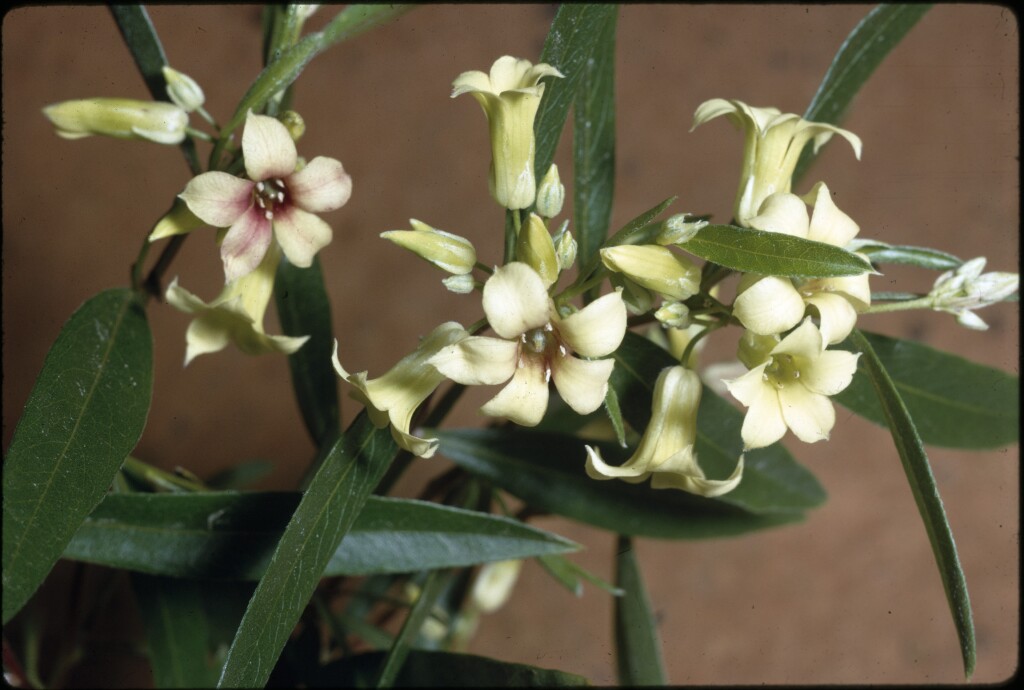 Billardiera cymosa (hero image)