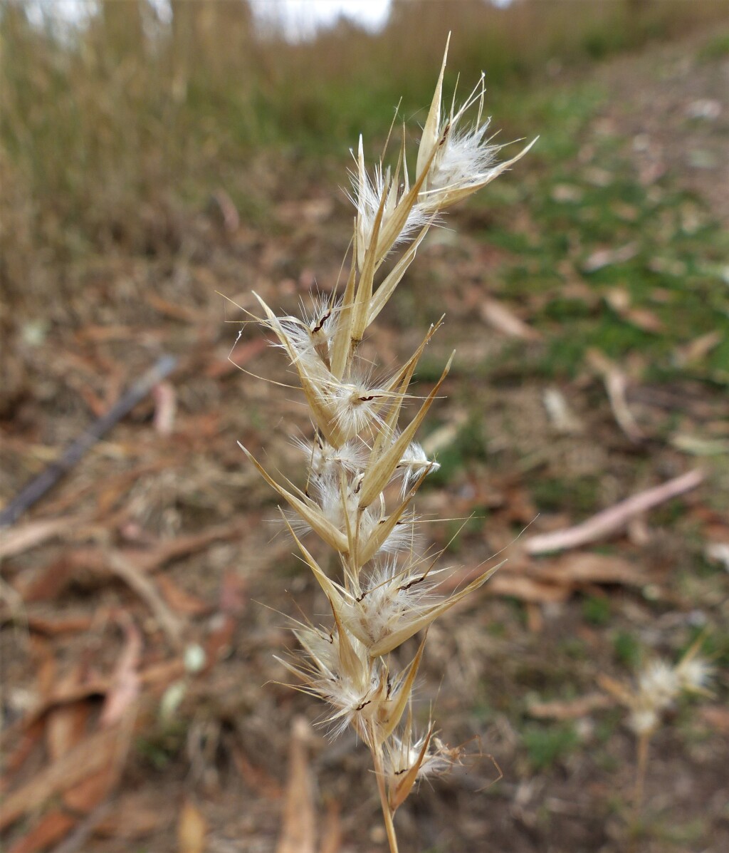 Rytidosperma caespitosum (hero image)