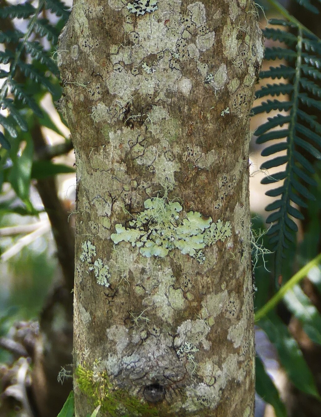 Monimiaceae (hero image)