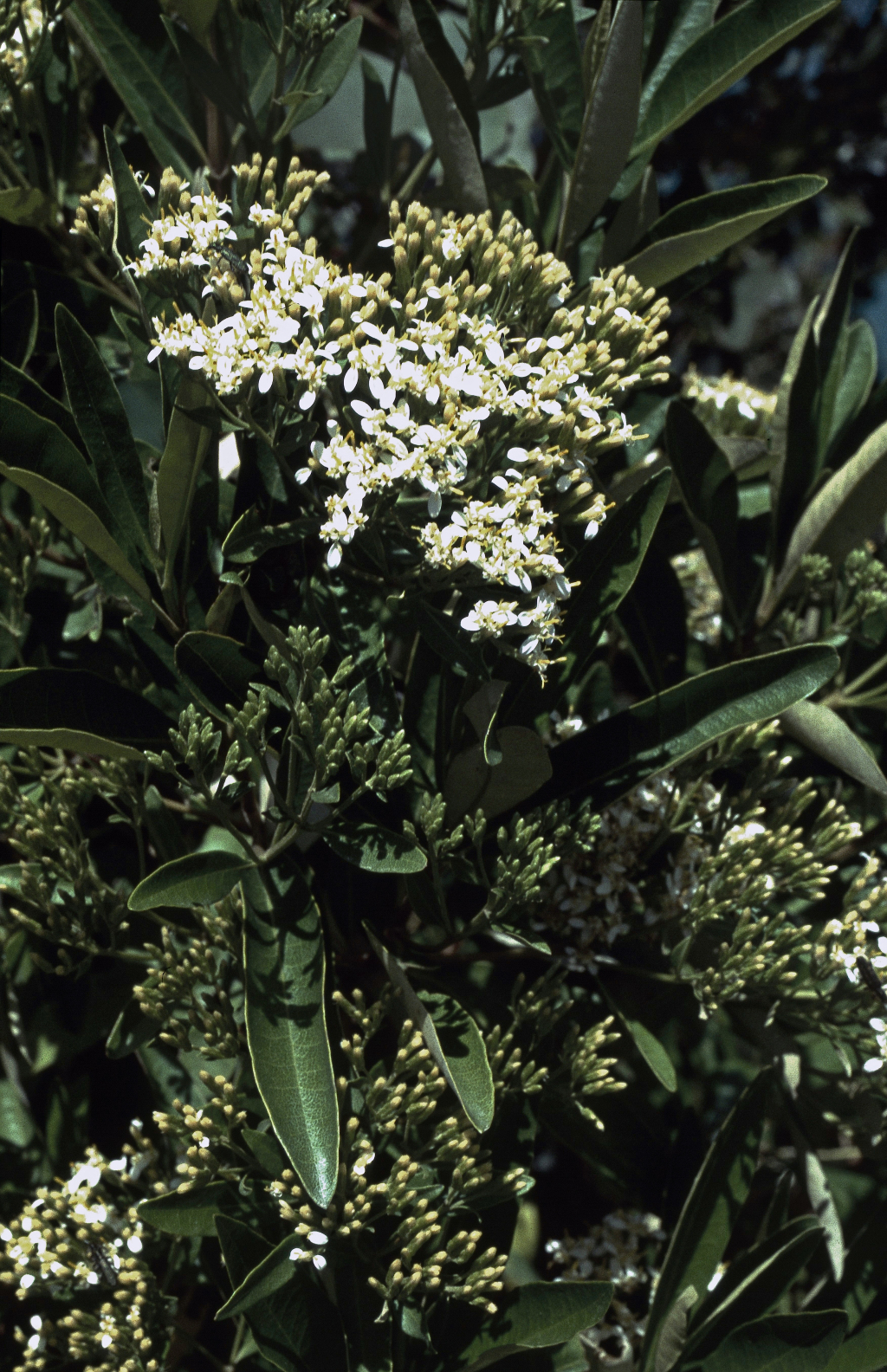 Olearia viscosa (hero image)