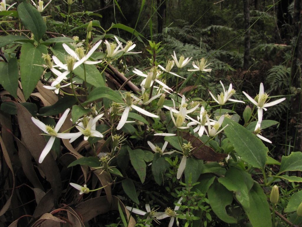 Clematis aristata (hero image)