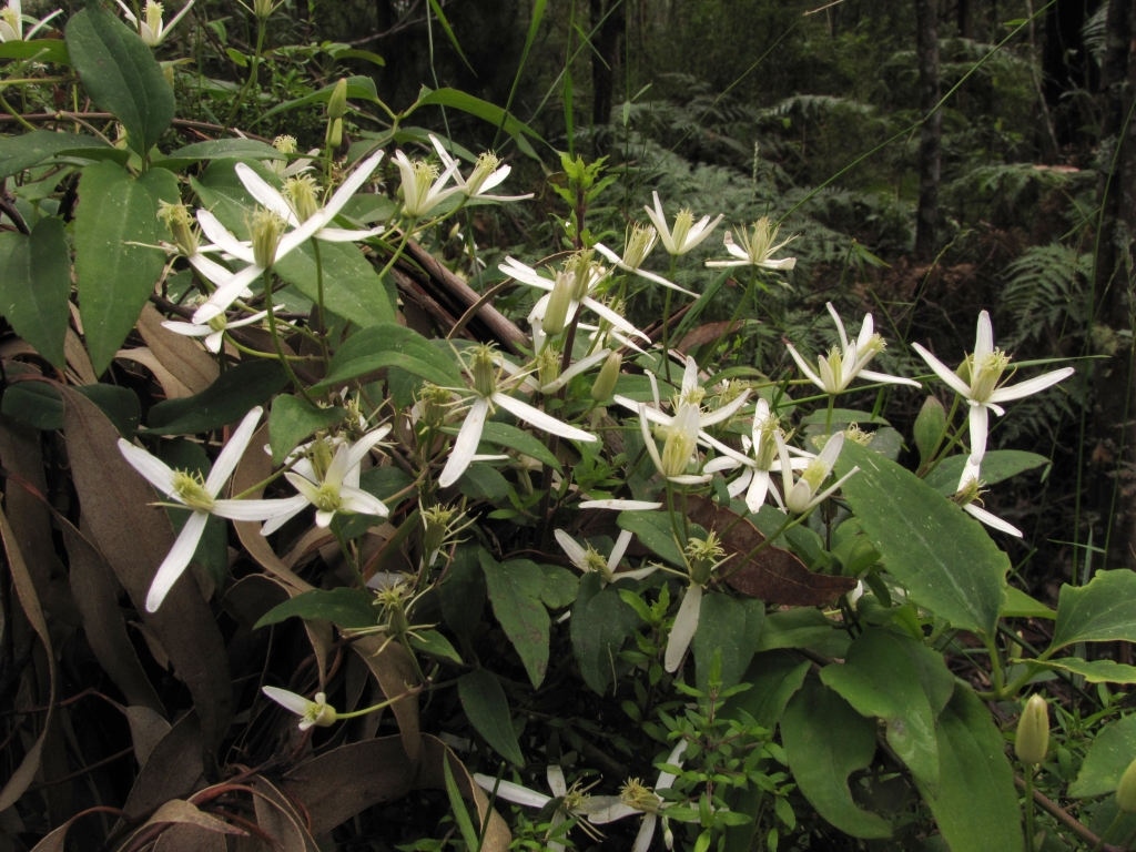 Ranunculaceae (hero image)