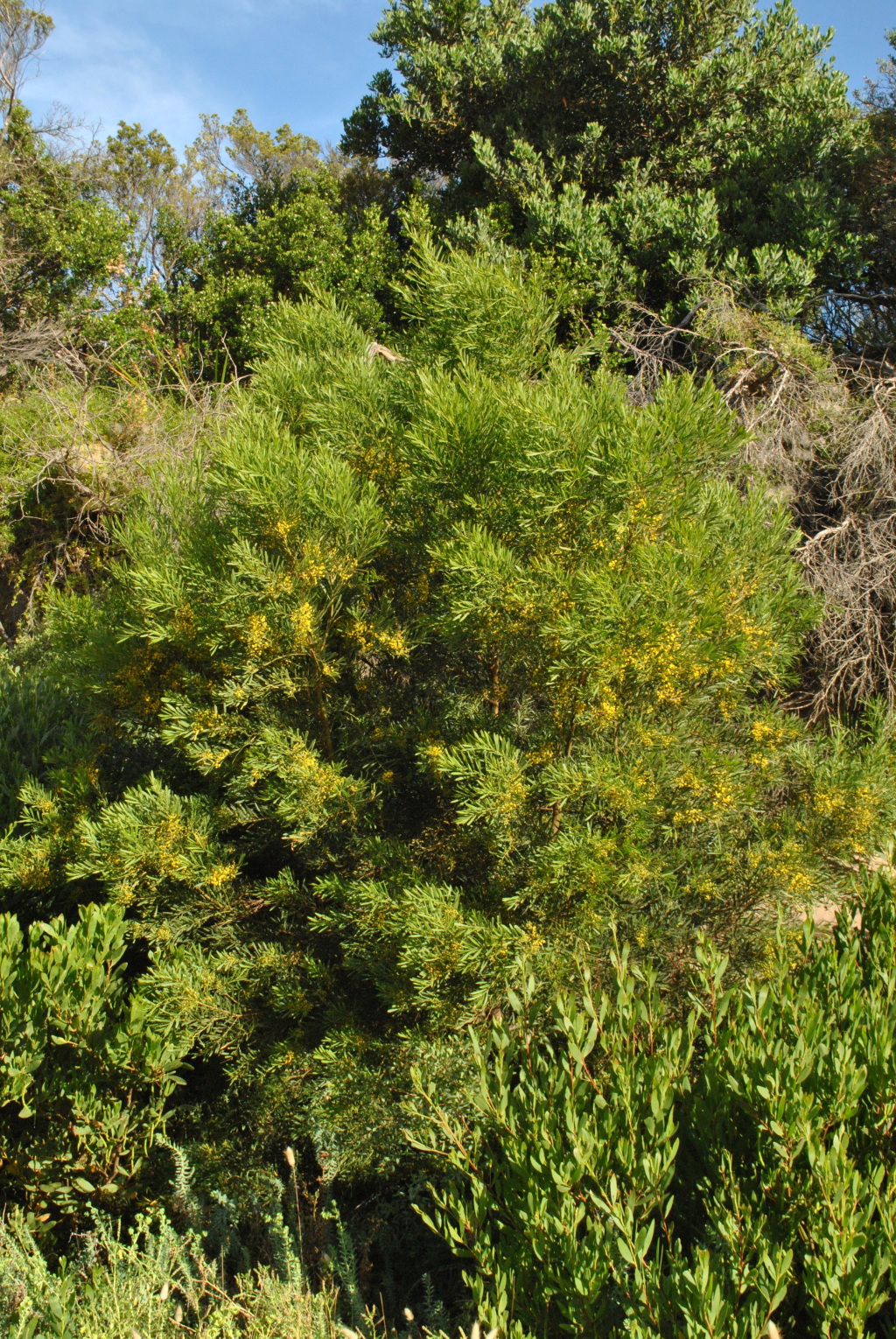 Acacia uncifolia (hero image)