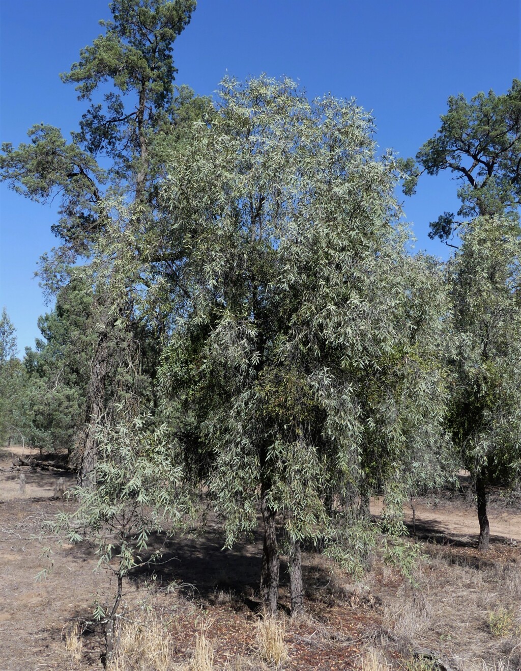 Santalum lanceolatum (hero image)