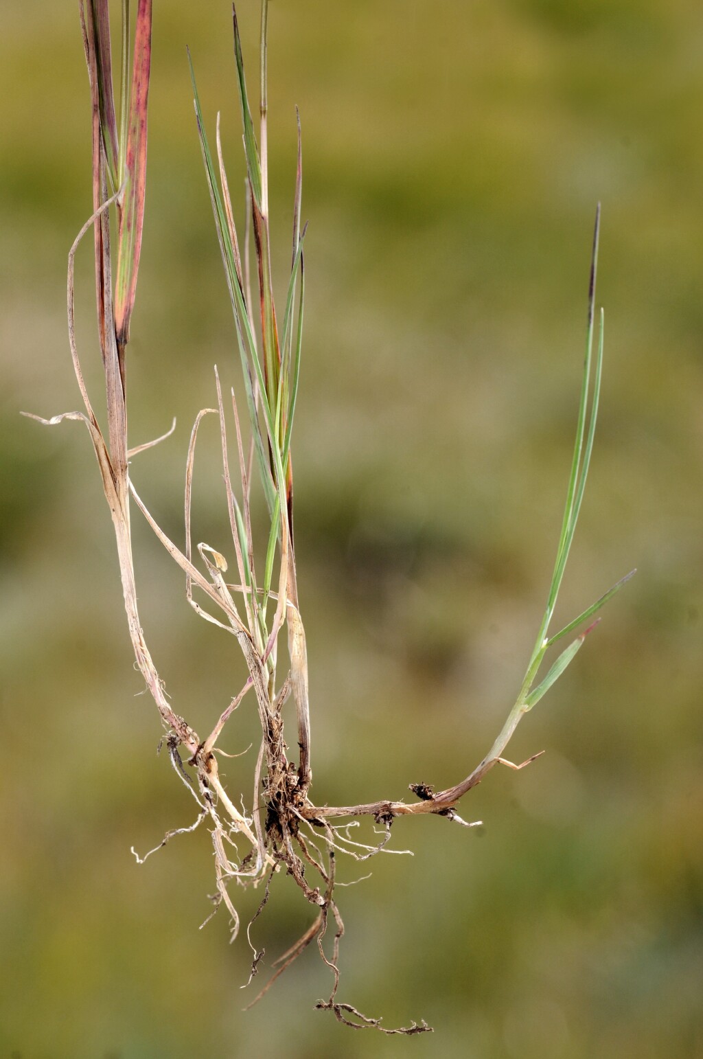 Agrostis bettyae (hero image)