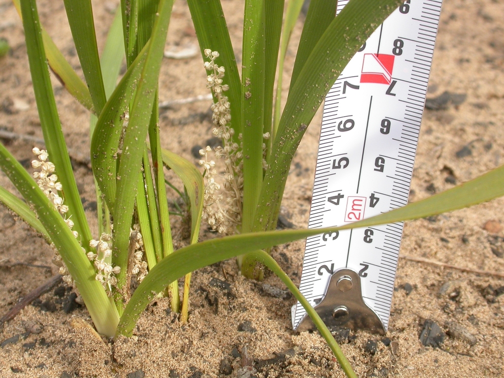 Lomandra filiformis (hero image)